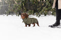 Taxtäcke Wool Puffer- Denjo Dogs -  - HundStil.com