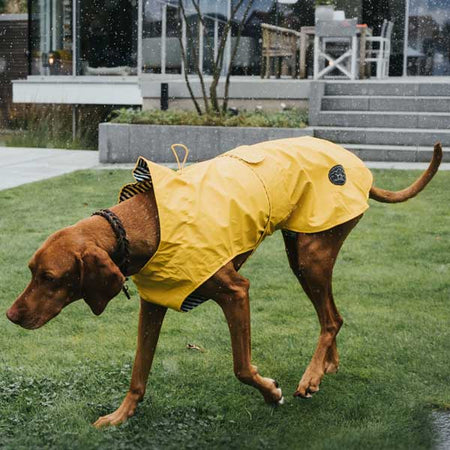 Hundkläder, regntäcken och hundpullovers
